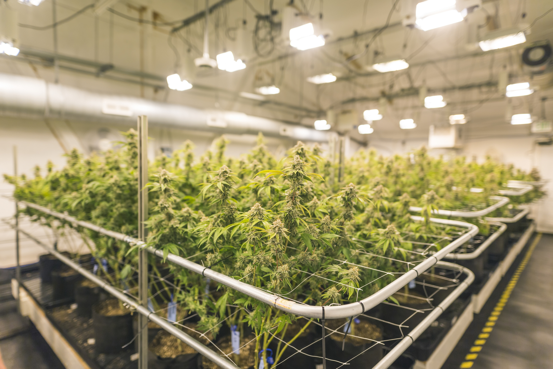 Cannabis plants in an indoor grow facility.