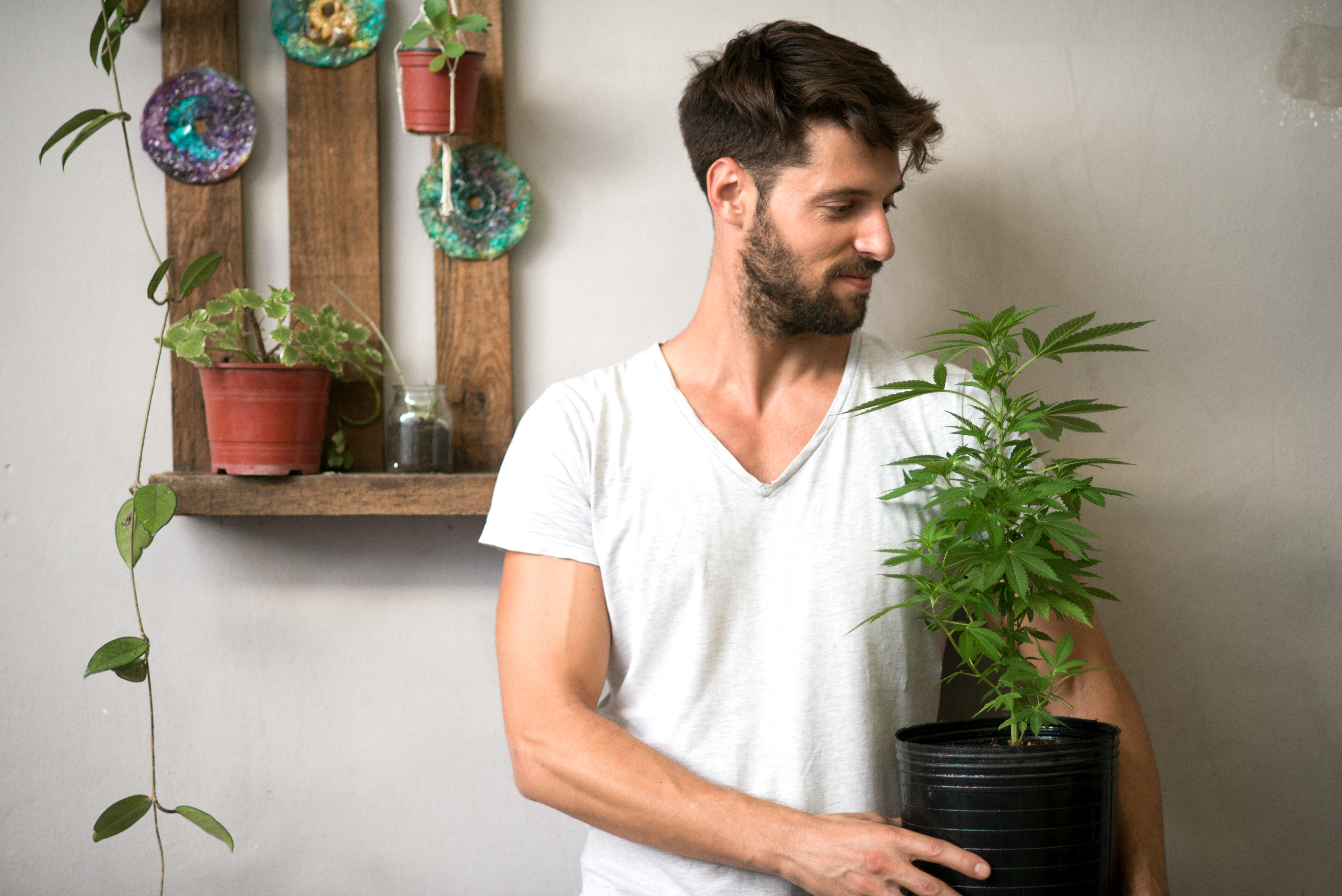 Man growing marijuana plant.