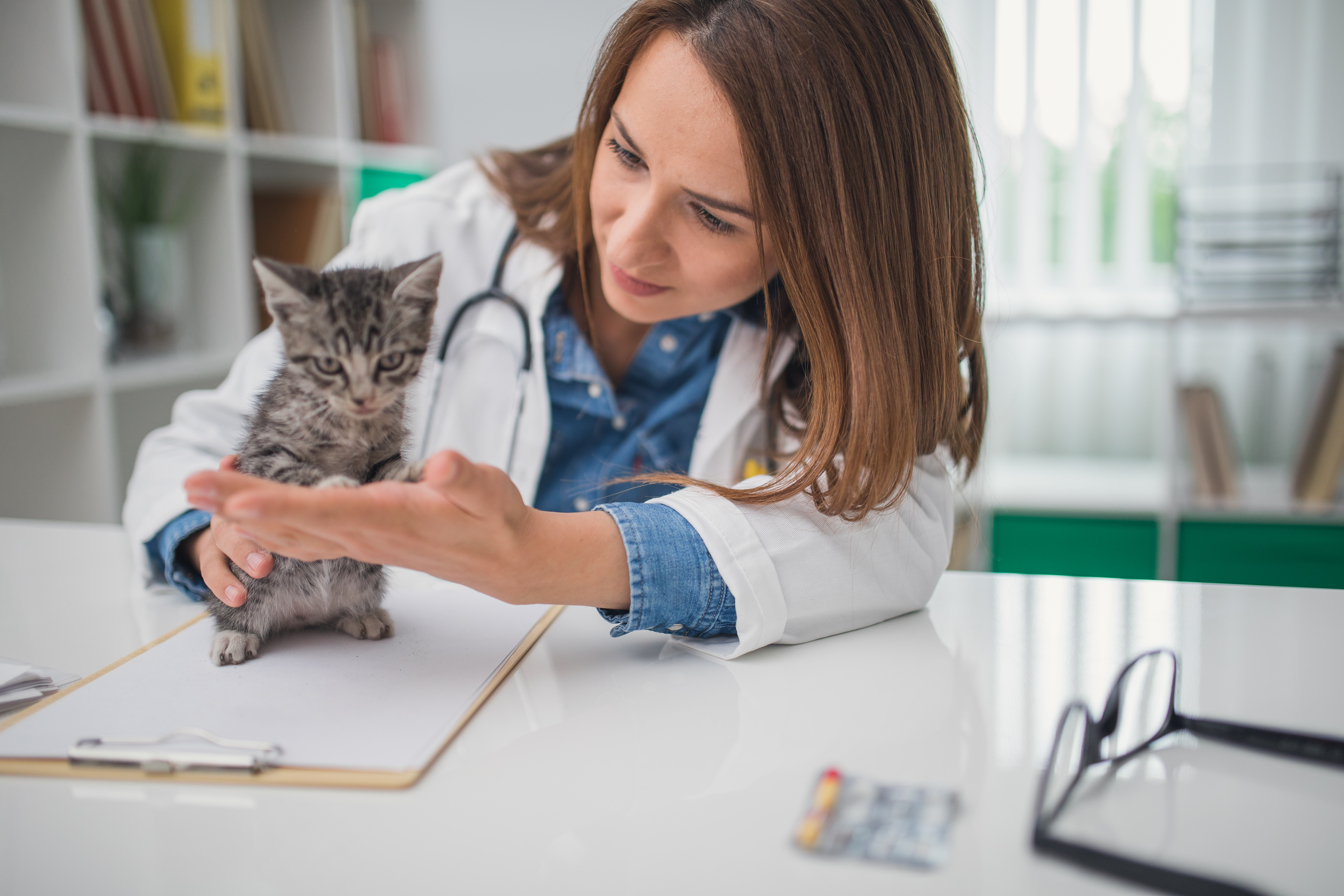 Veterinarian examining cat.