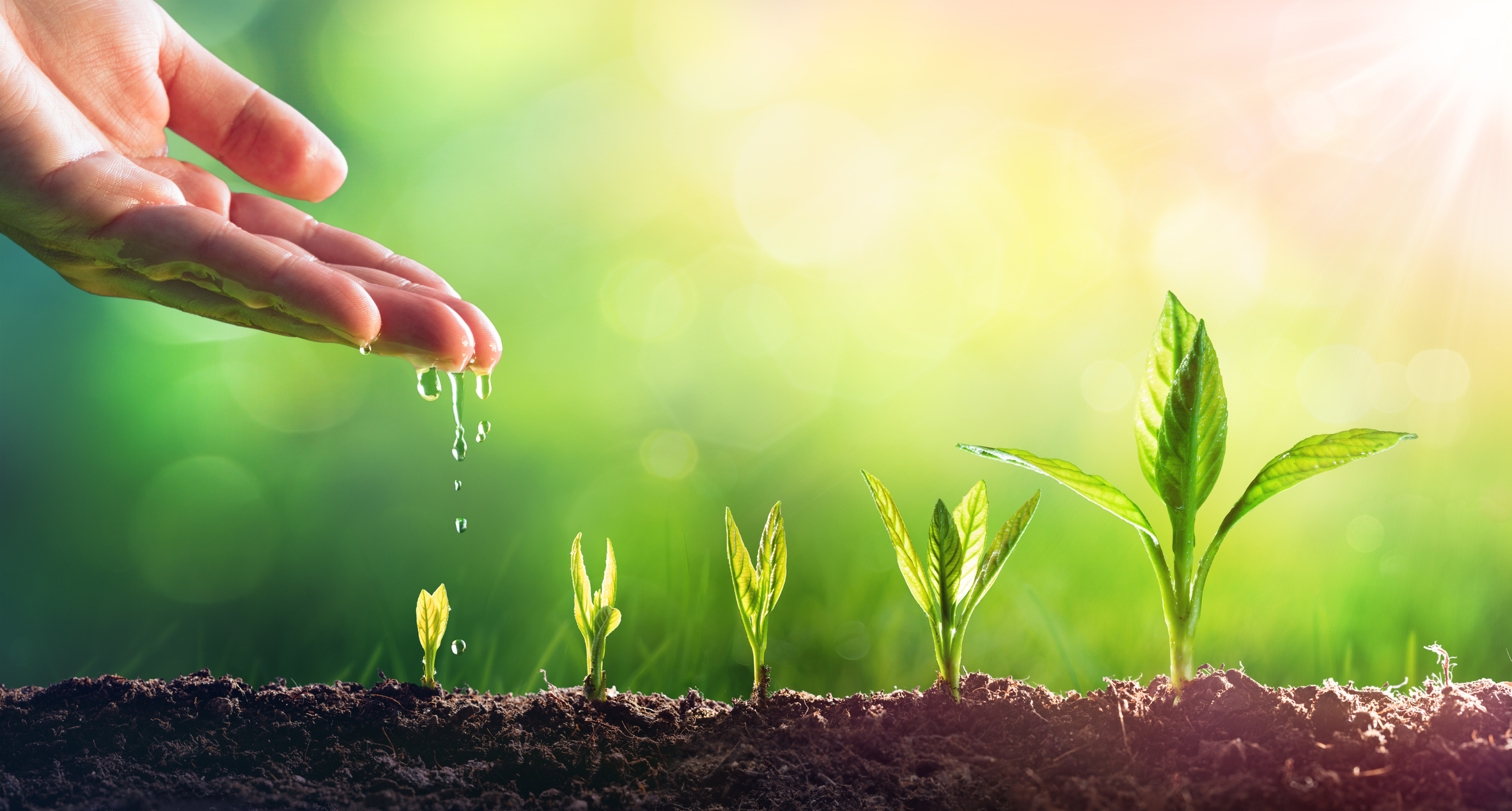 A row of sequentially taller plants are hand watered with a rising sun in the background.