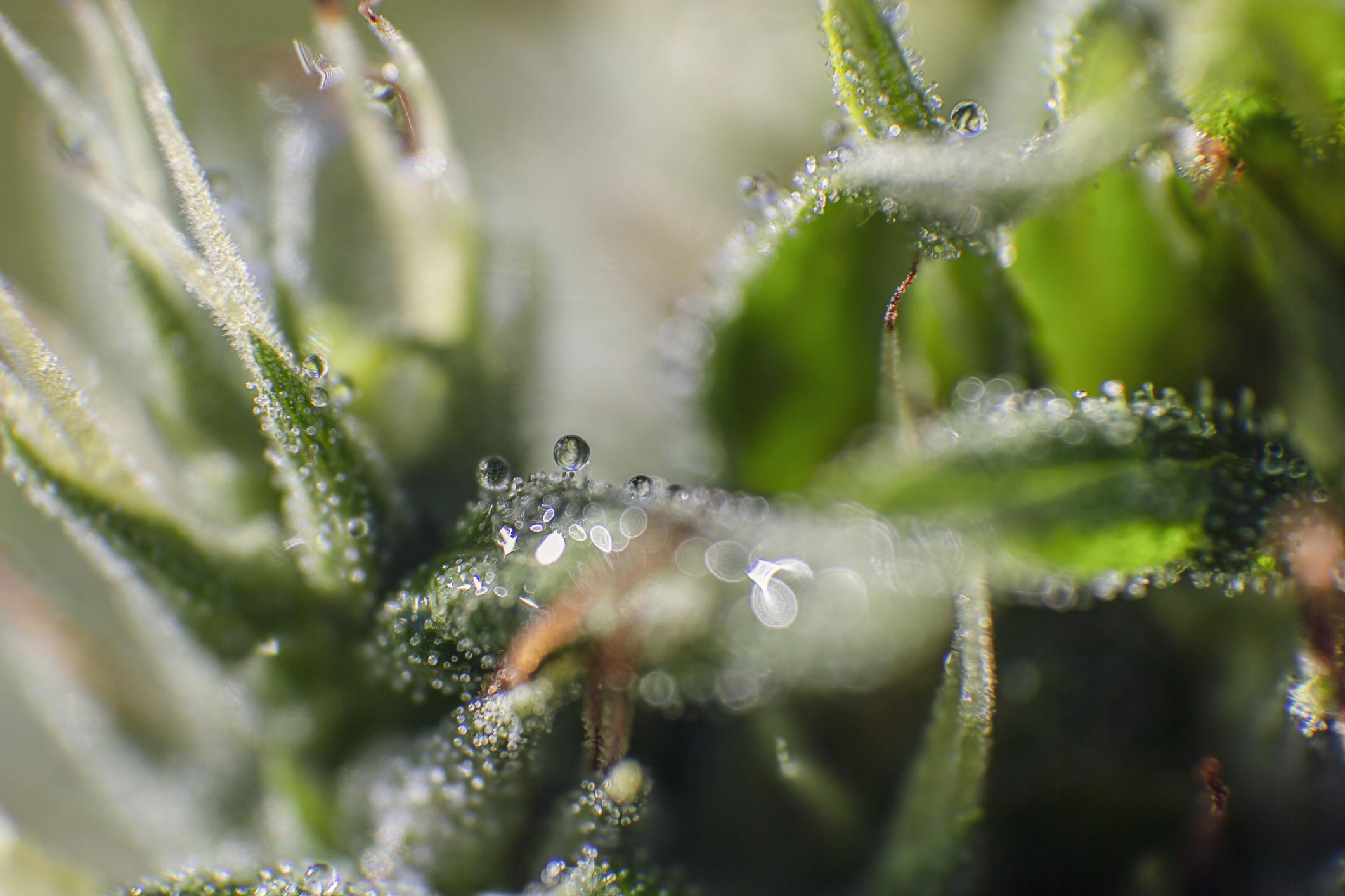 Extreme closeup of cannabis leaves.