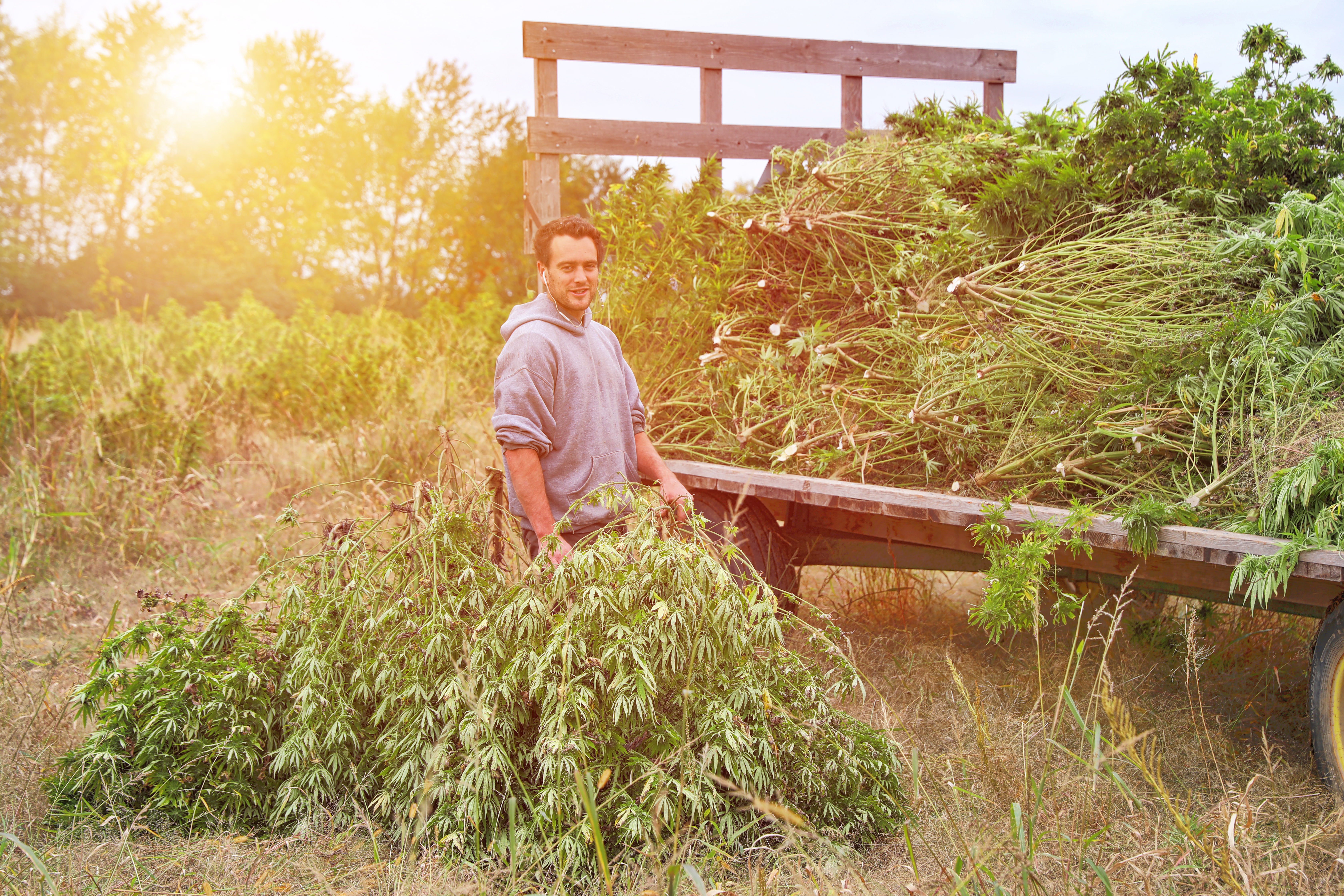 Man harvesting cannabis in a hemp field.