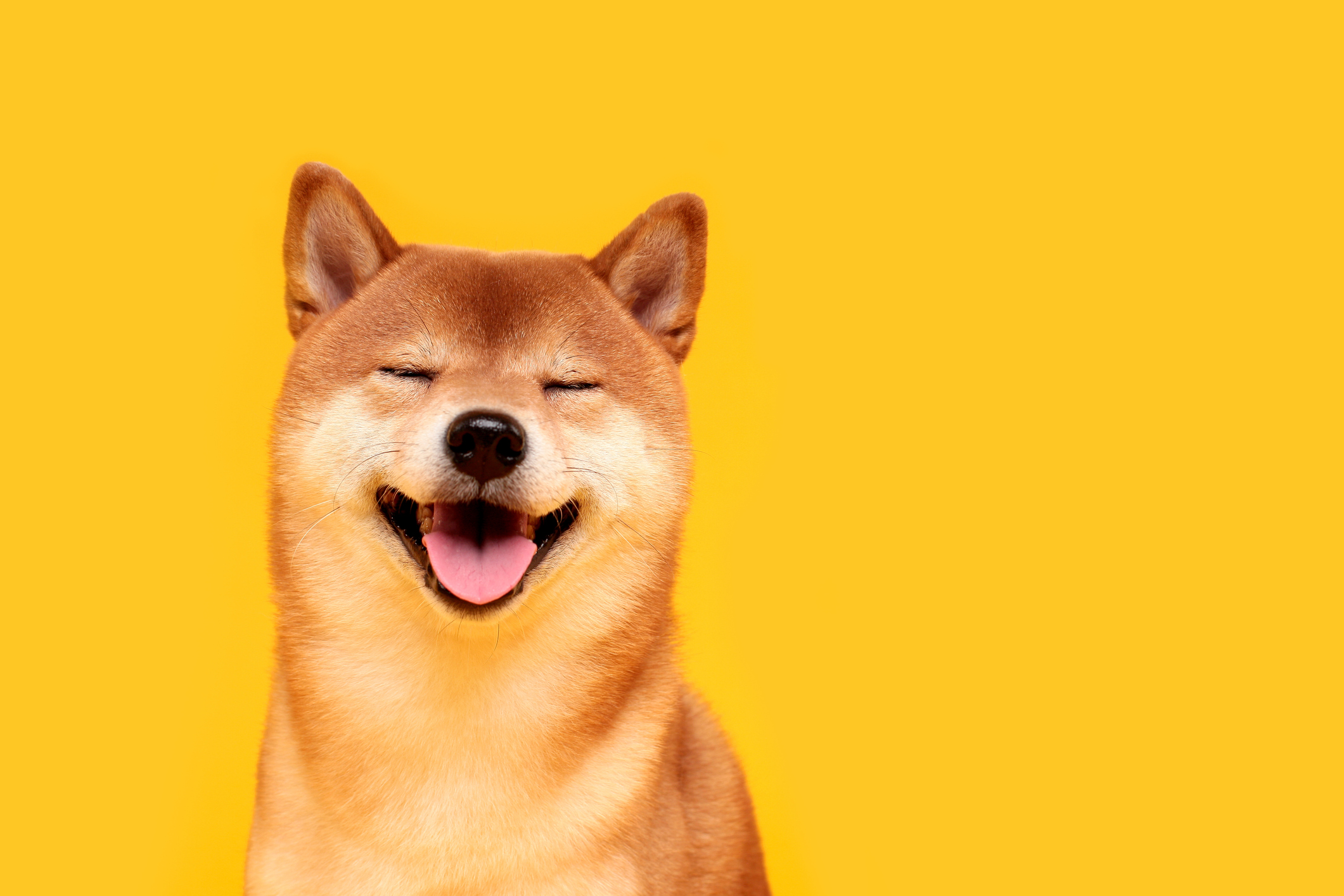 A Shiba Inu dog against a yellow background.
