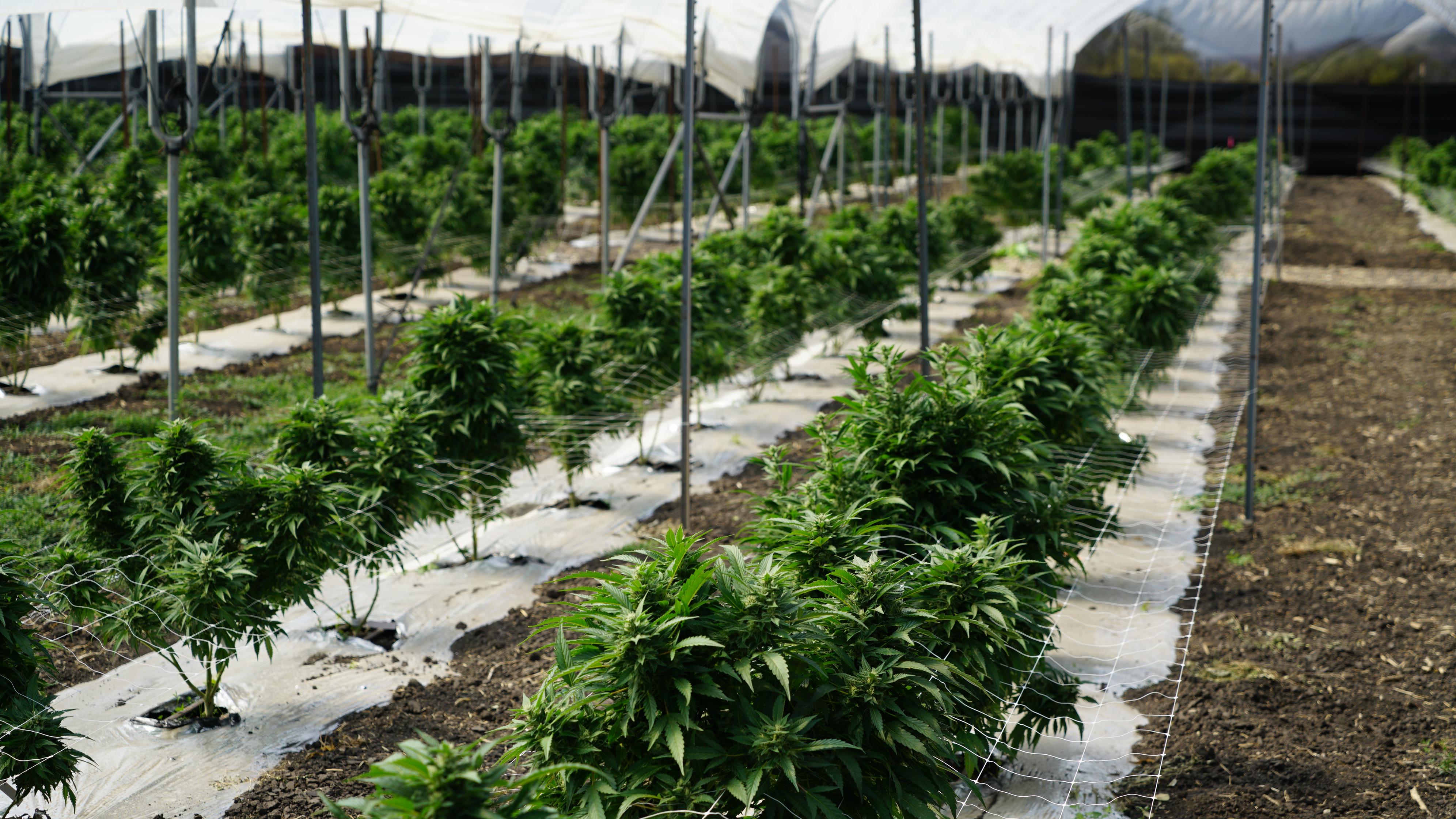 Marijuana farm