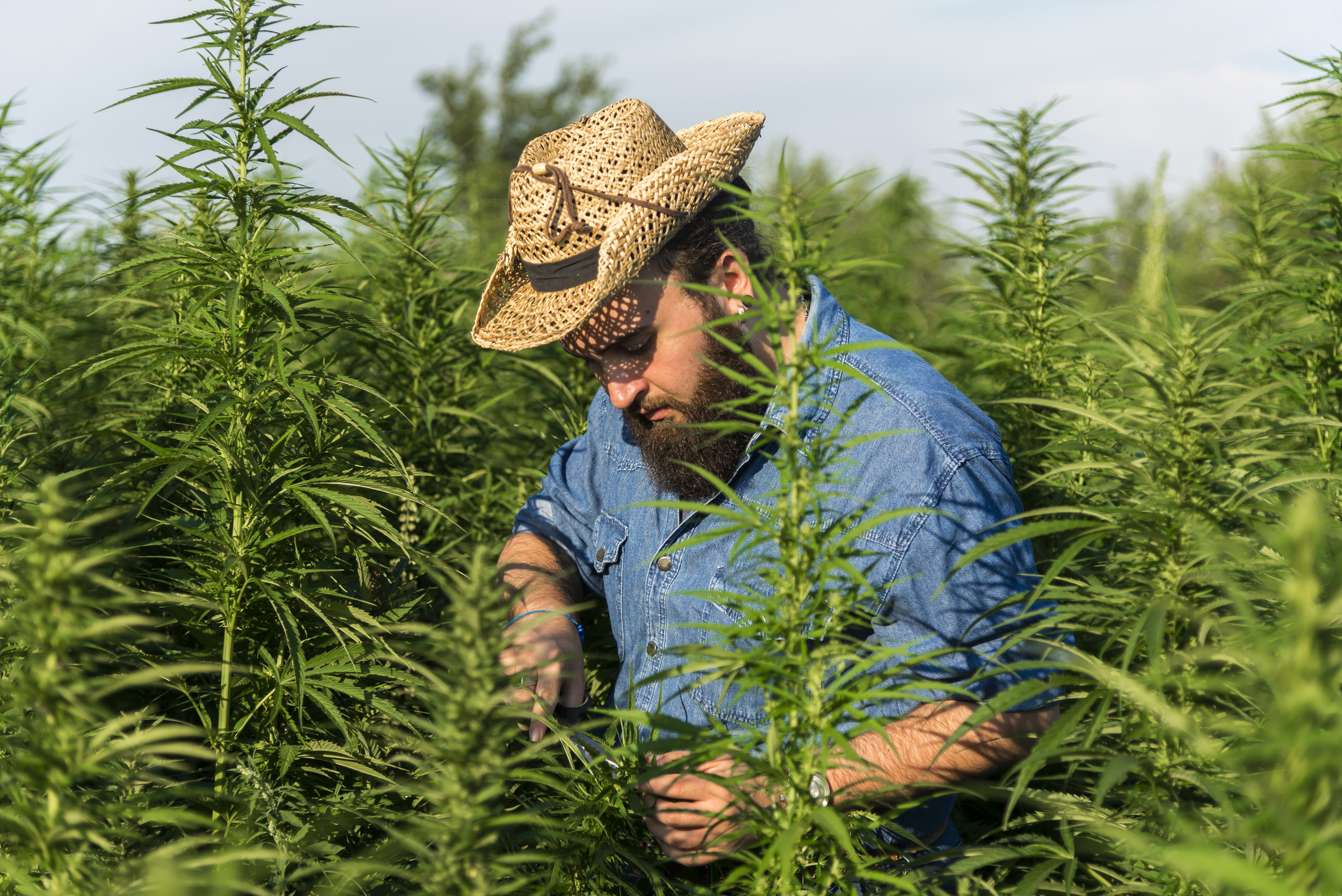 Man cutting marijuana in field