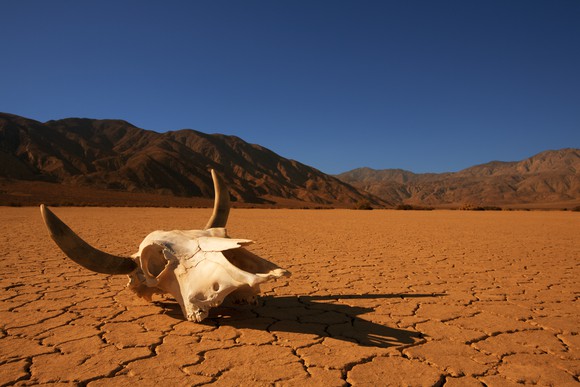 An animal skull lies on the cracked desert earth with mountains in the background. 