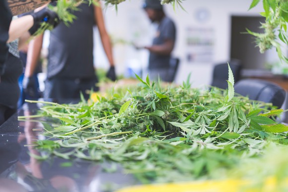 marijuana plants with several greenhouse workers.