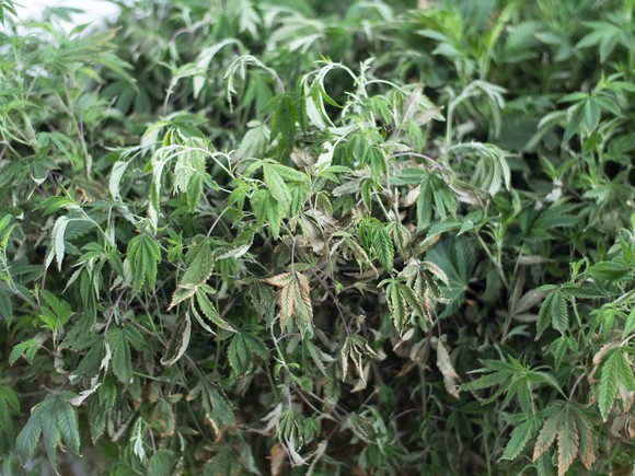 Wilted marijuana plants