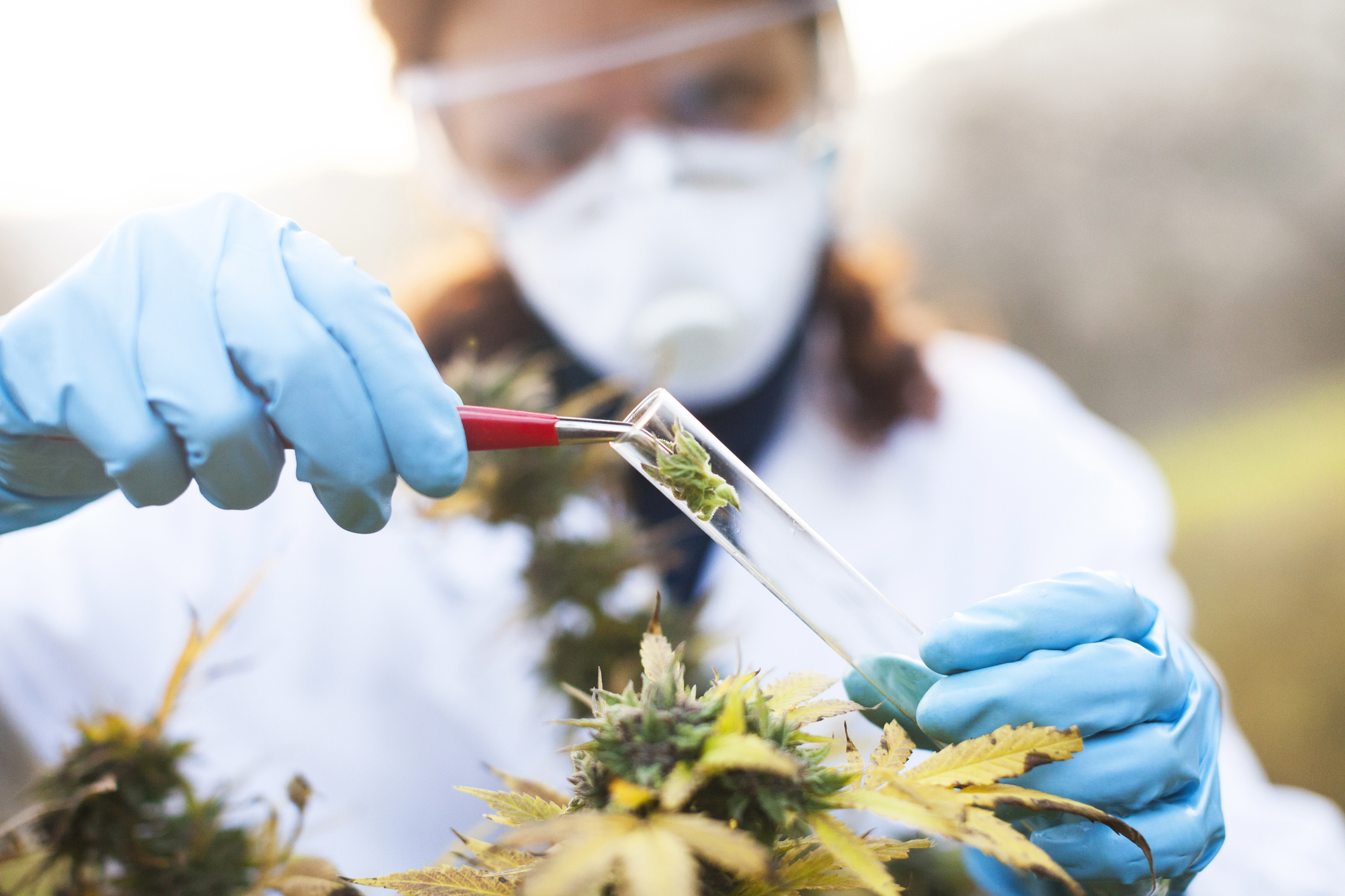 Technician putting cannabis bud into a test tube
