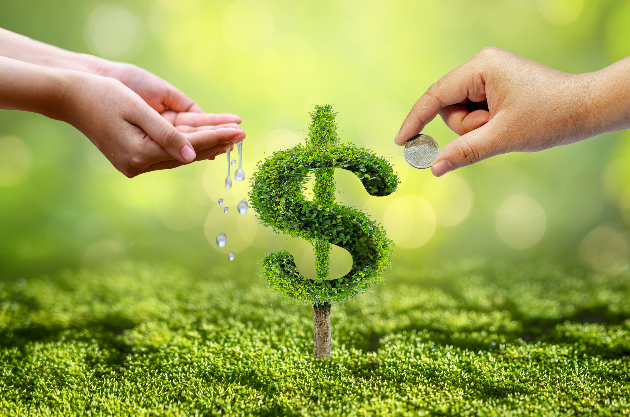 watering a plant shaped in a dollar sign and turning coin into cash.