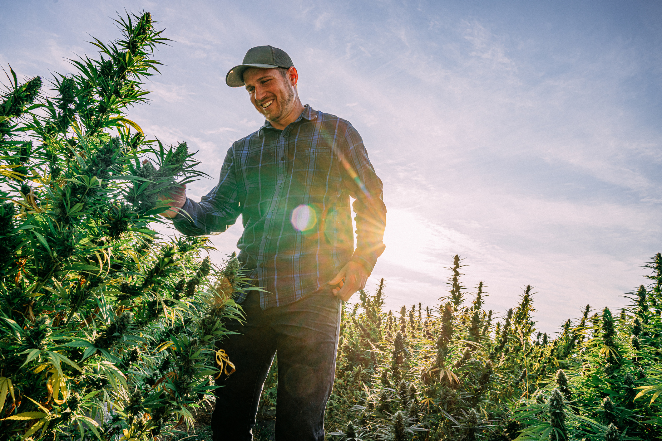 Person in a cannabis field.
