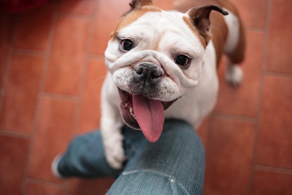 A dog holding a person's leg.