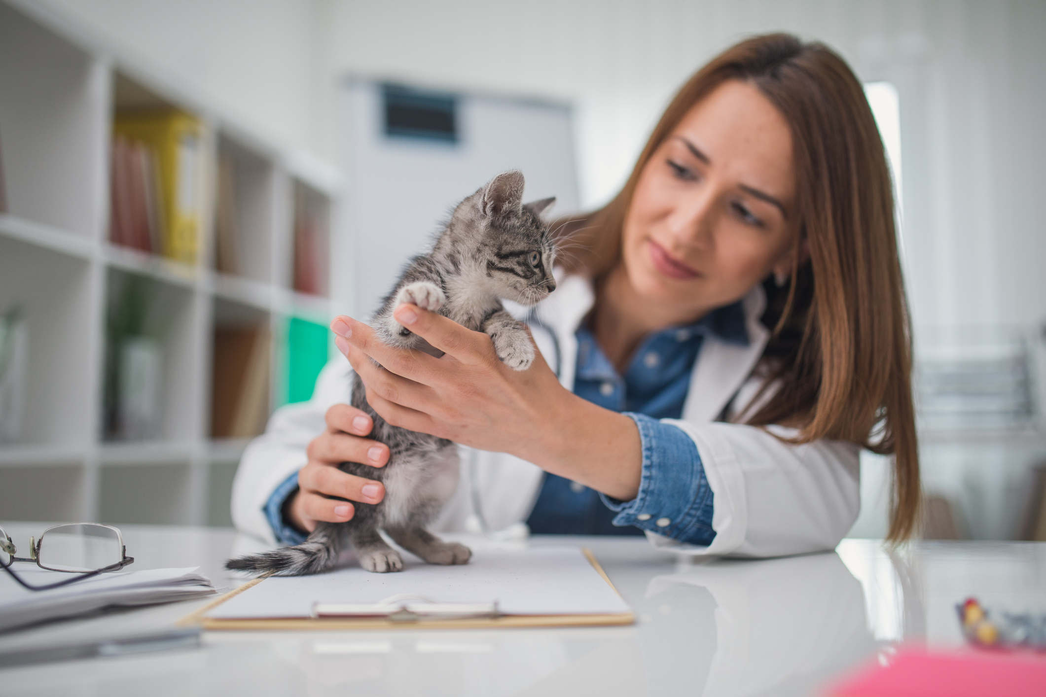 A veterinarian holds a kitten on an examining table.