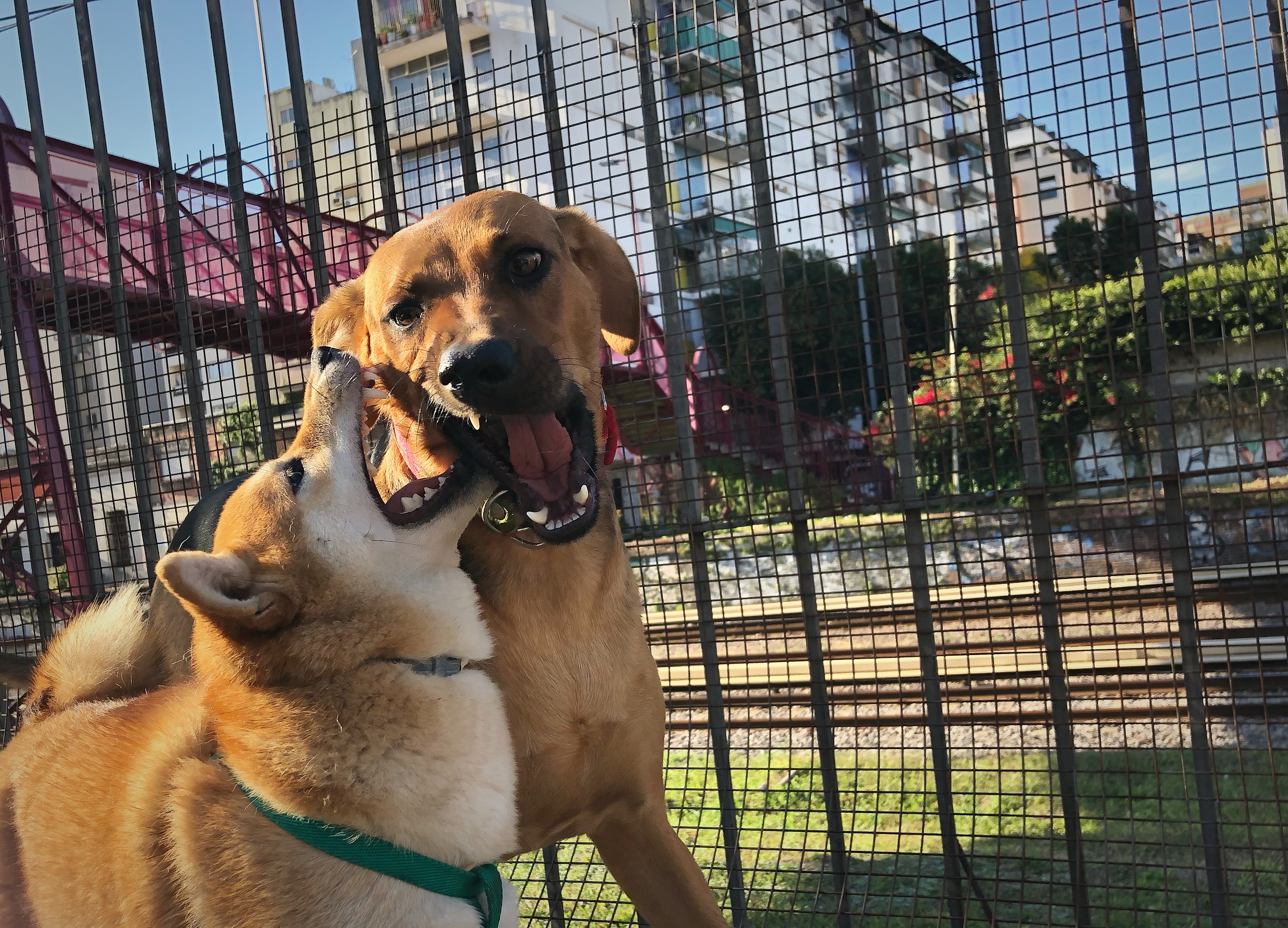 Shiba Inu biting other dog in a dog park.