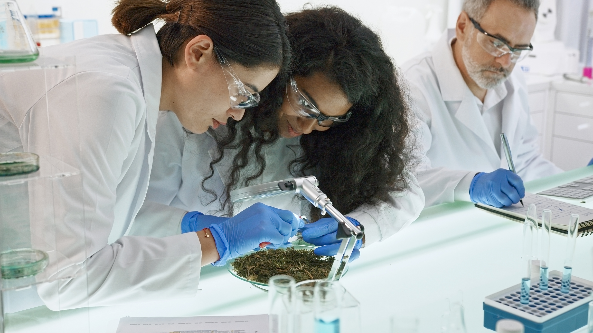 A couple of scientists reviewing a cannabis plant.