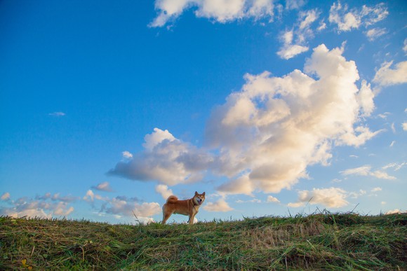 Shiba Inu dog in profile on hill with blue sky behind.