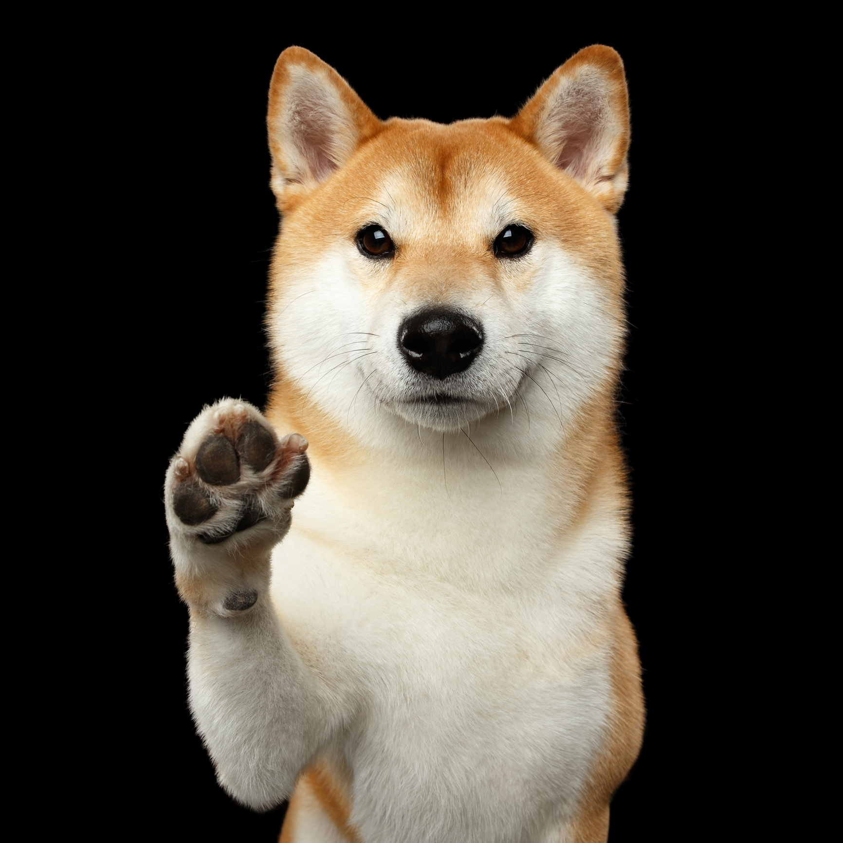 A Shiba Inu breed dog.