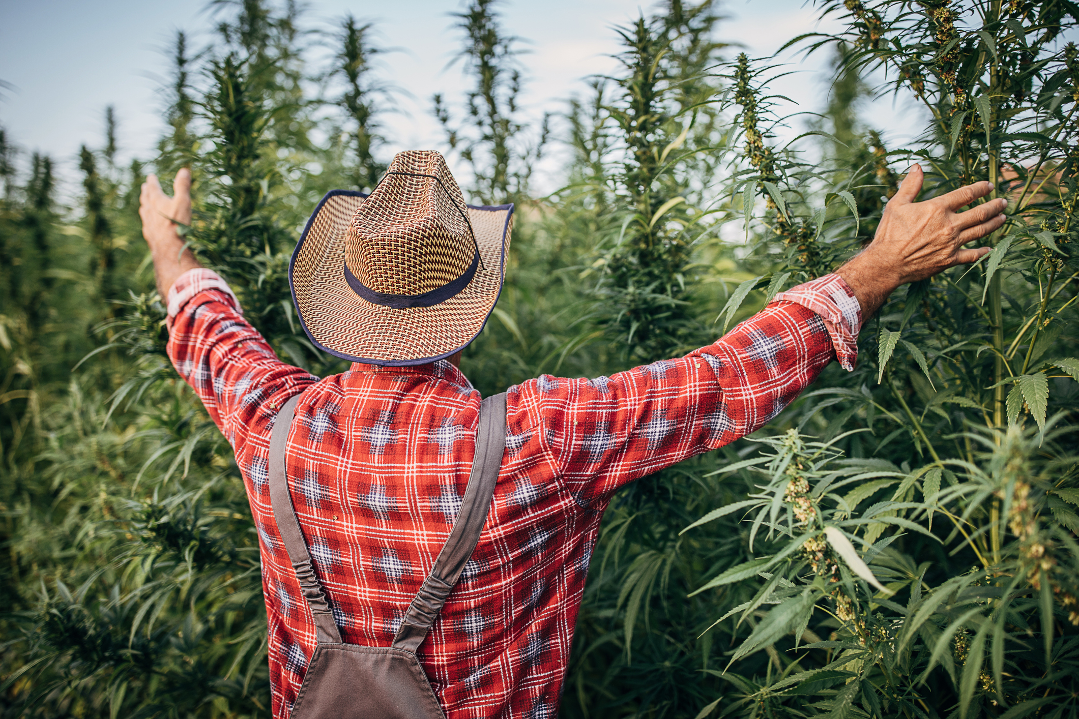 A farmer stretches out his arms to cannabis plants.
