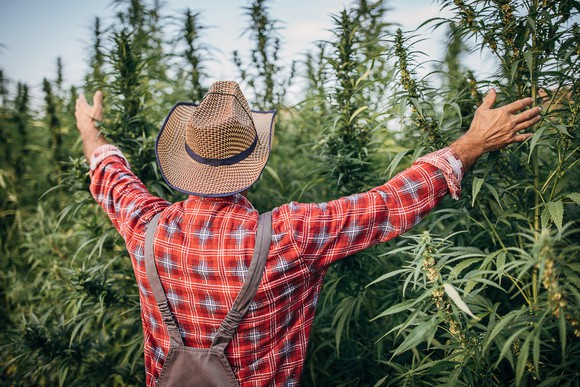 A farmer stretches out his arms to cannabis plants. 