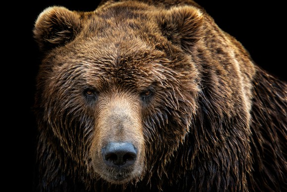 A grizzly bear. 