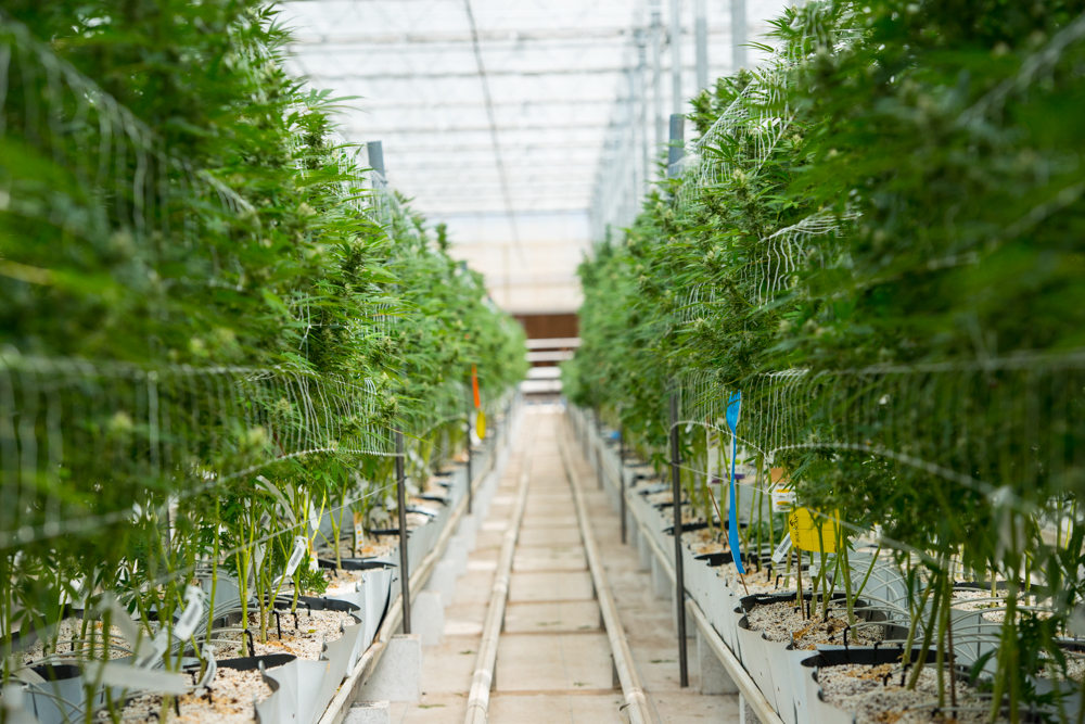 Marijuana production facility.