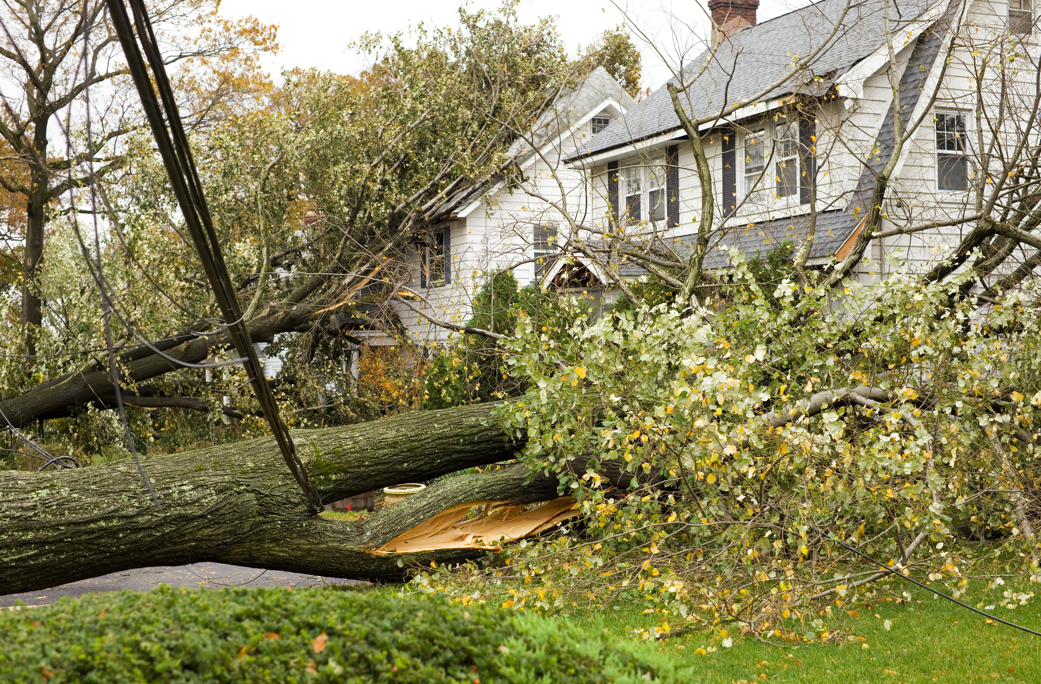A damaged home with downed trees and power lines.