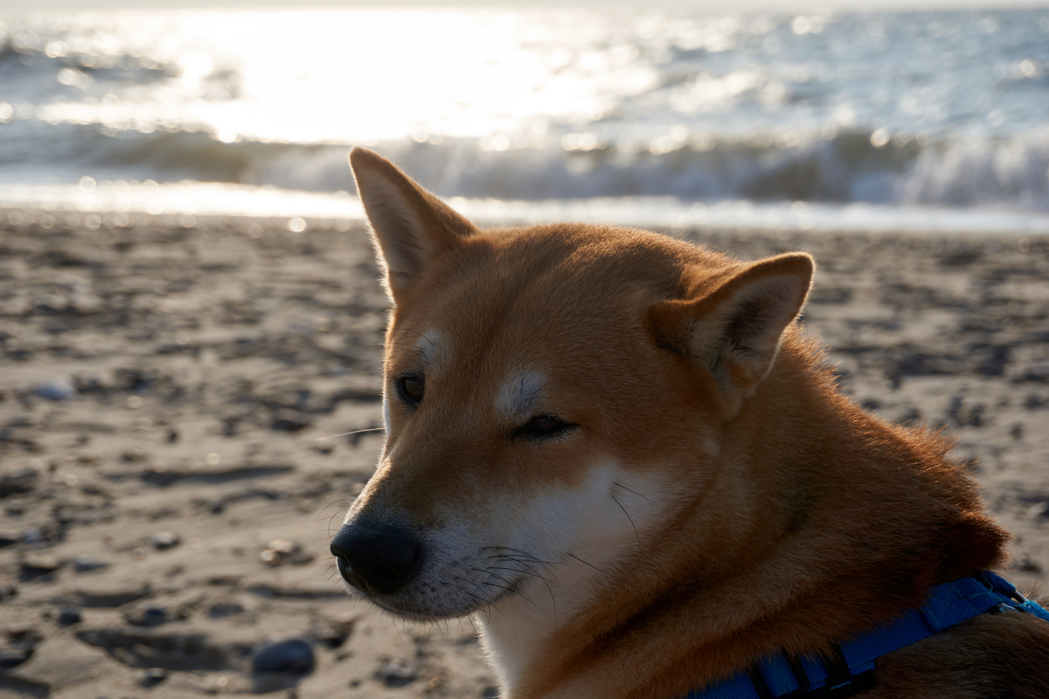 Shiba Inu dog on a beach.