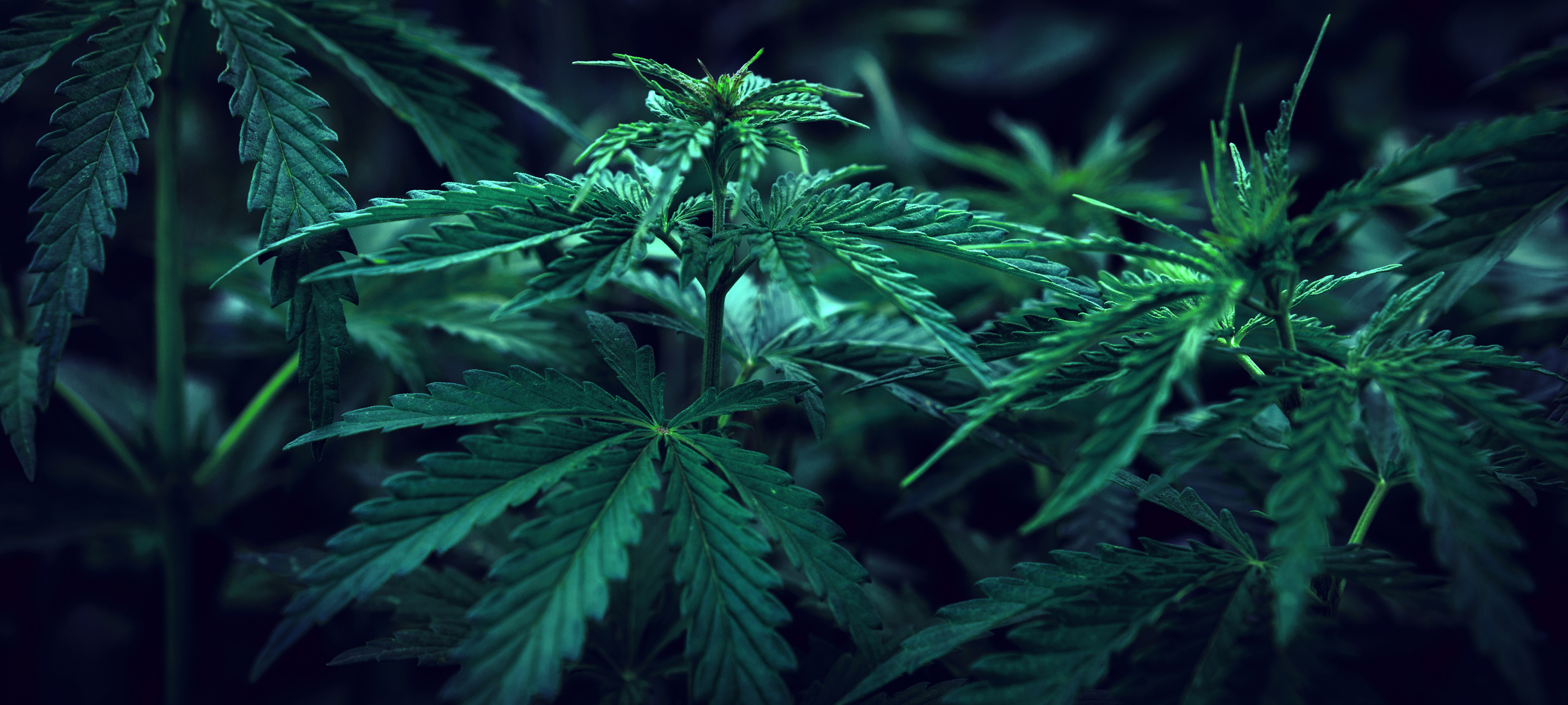 Marijuana