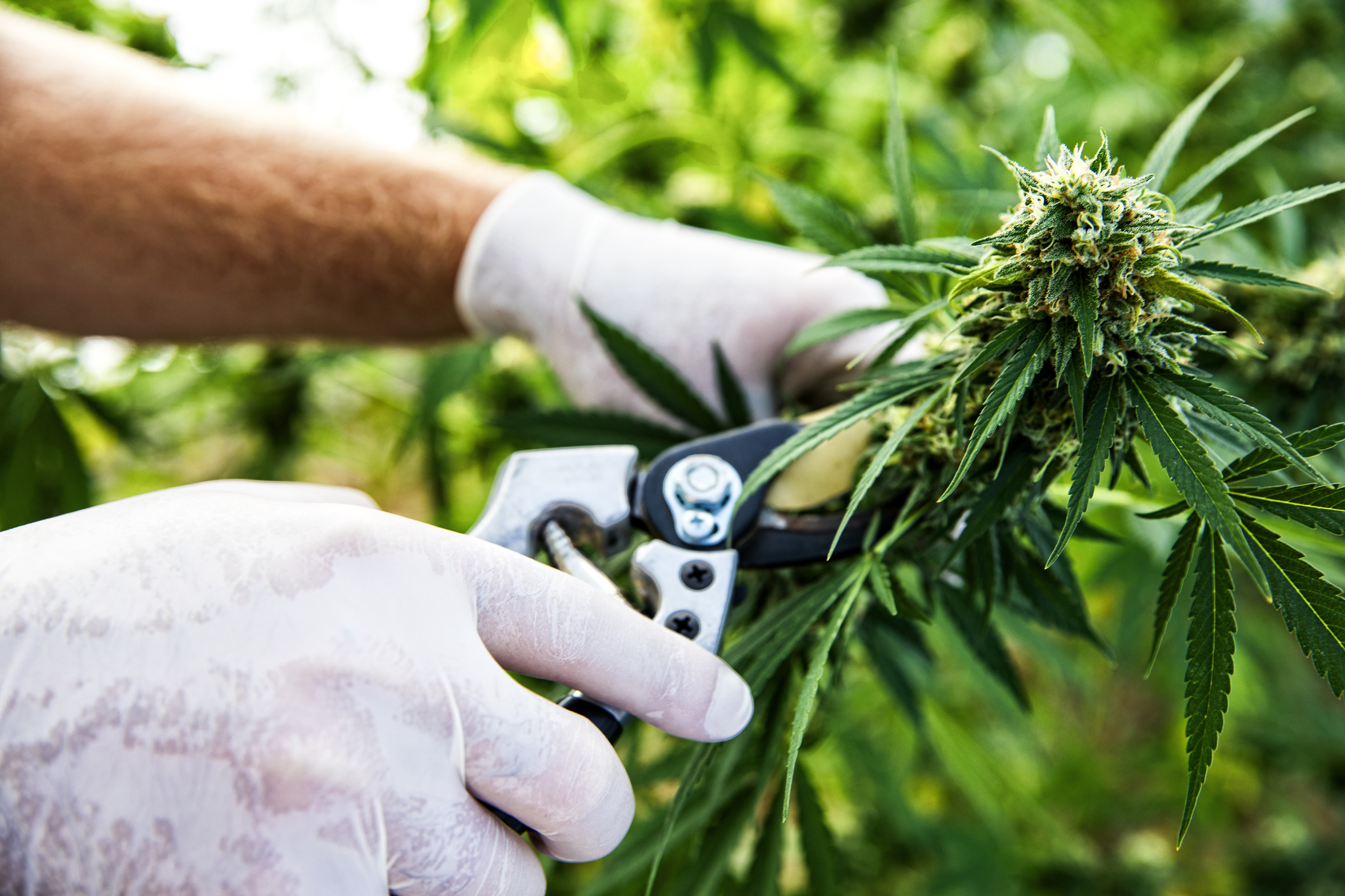 A cannabis plant being trimmed.