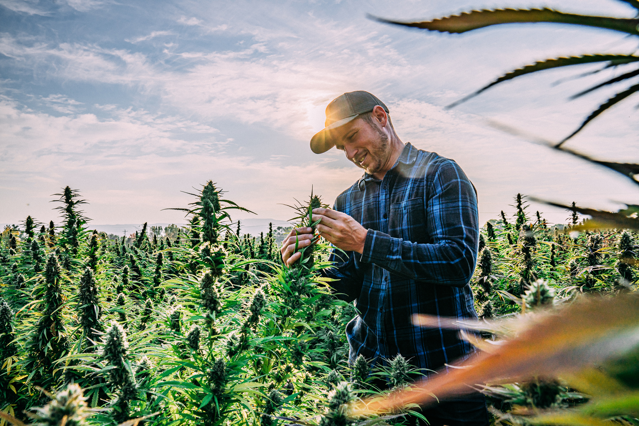 A farmer harvesting cannabis in an open field.