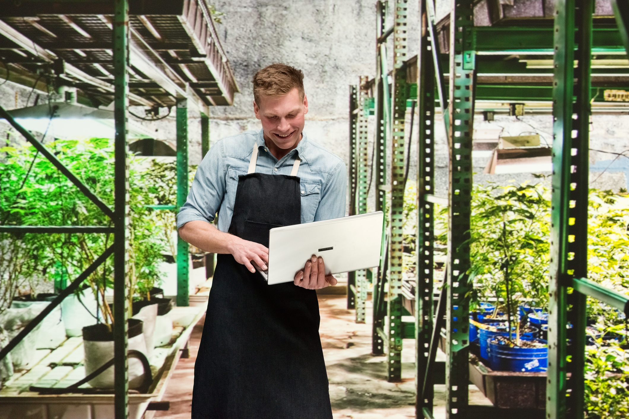 Person holding a laptop in a cannabis greenhouse.