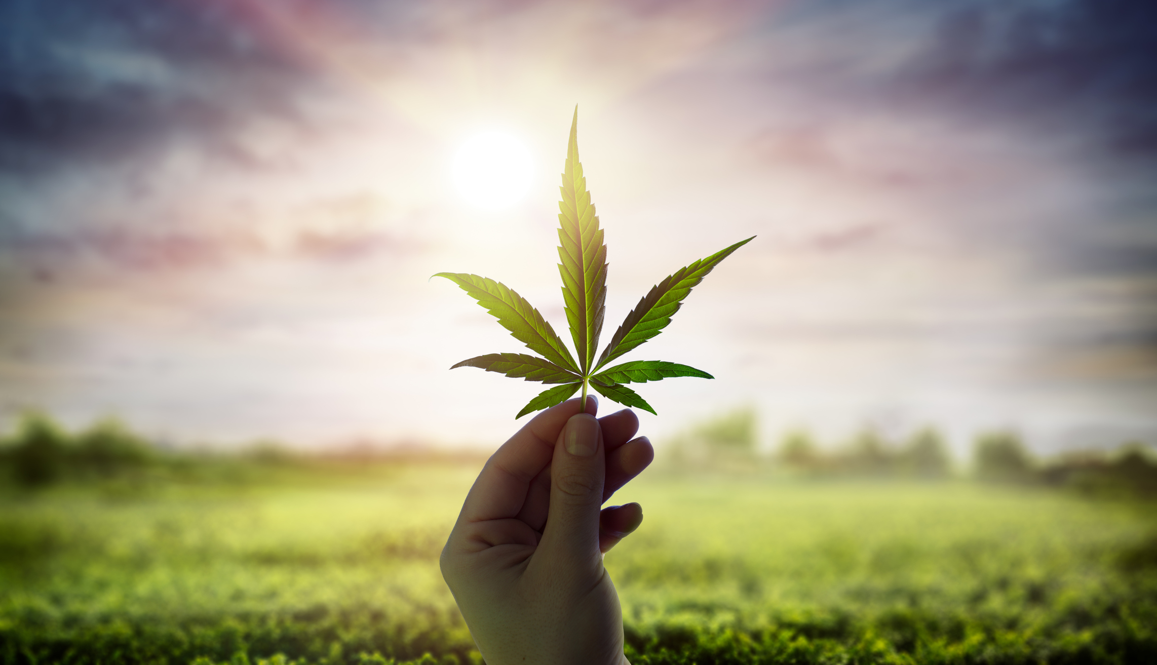 Hand holding cannabis leaf with the sun in the background.