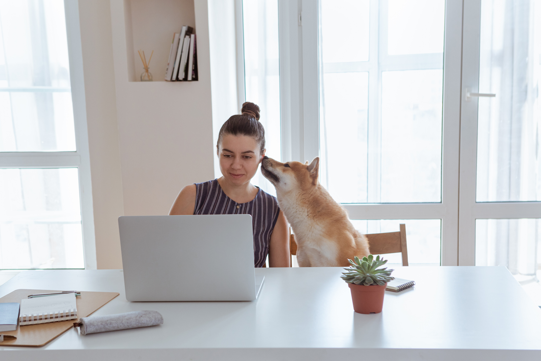 A Shiba Inu dog nuzzling the face of a person looking at a laptop.