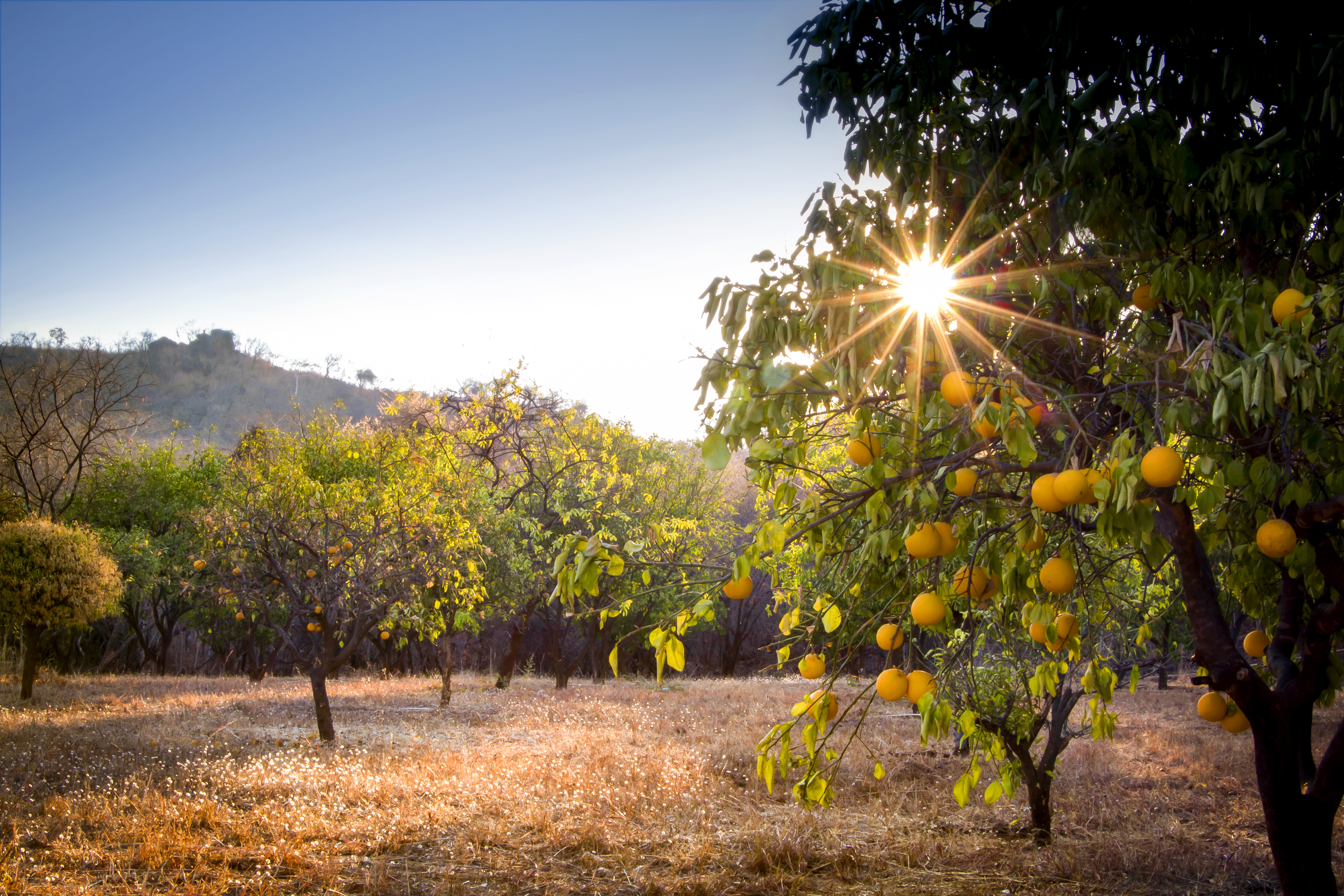 Orange grove
