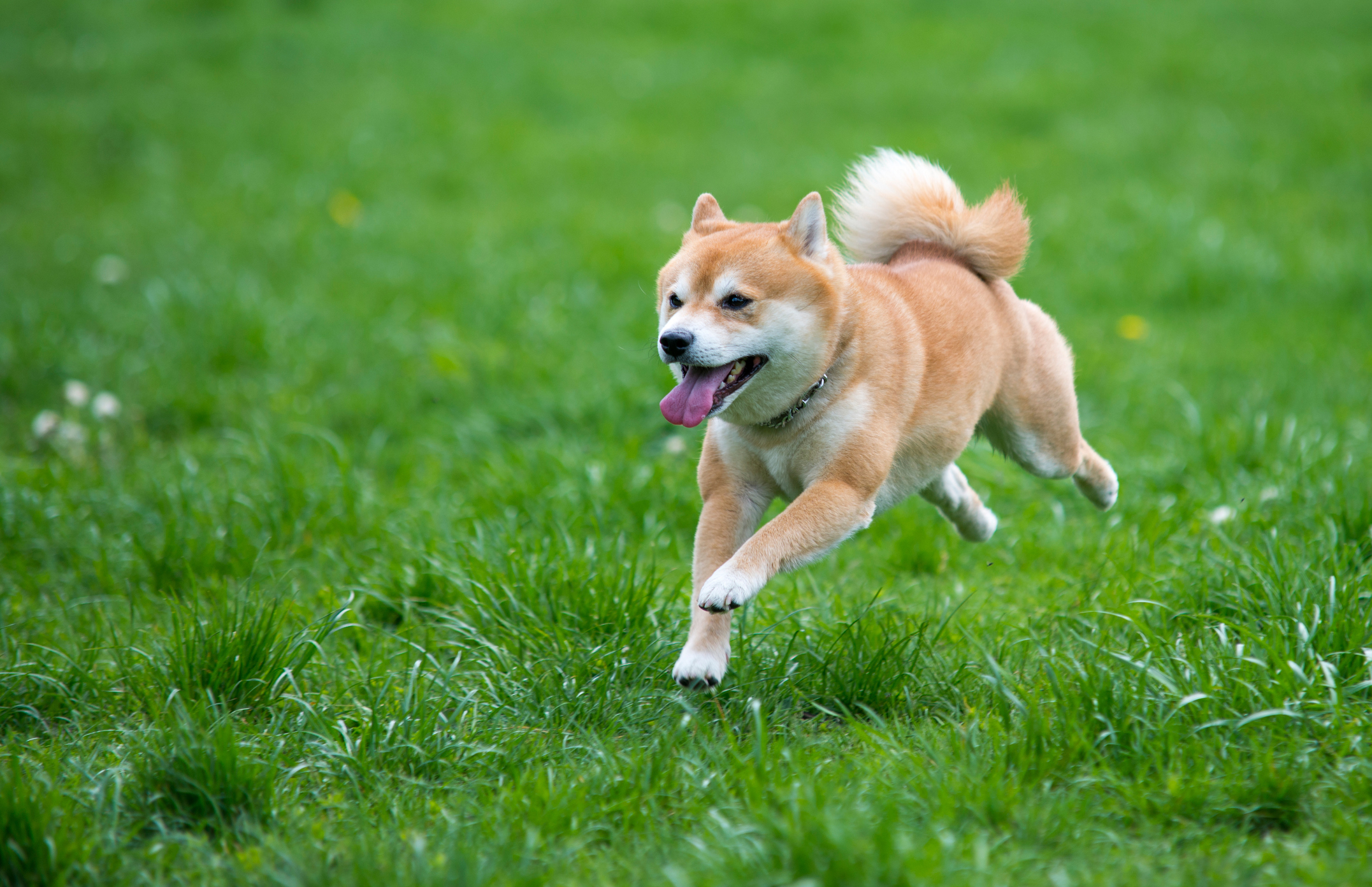 A Shiba Inu dog runs in a grassy field. 