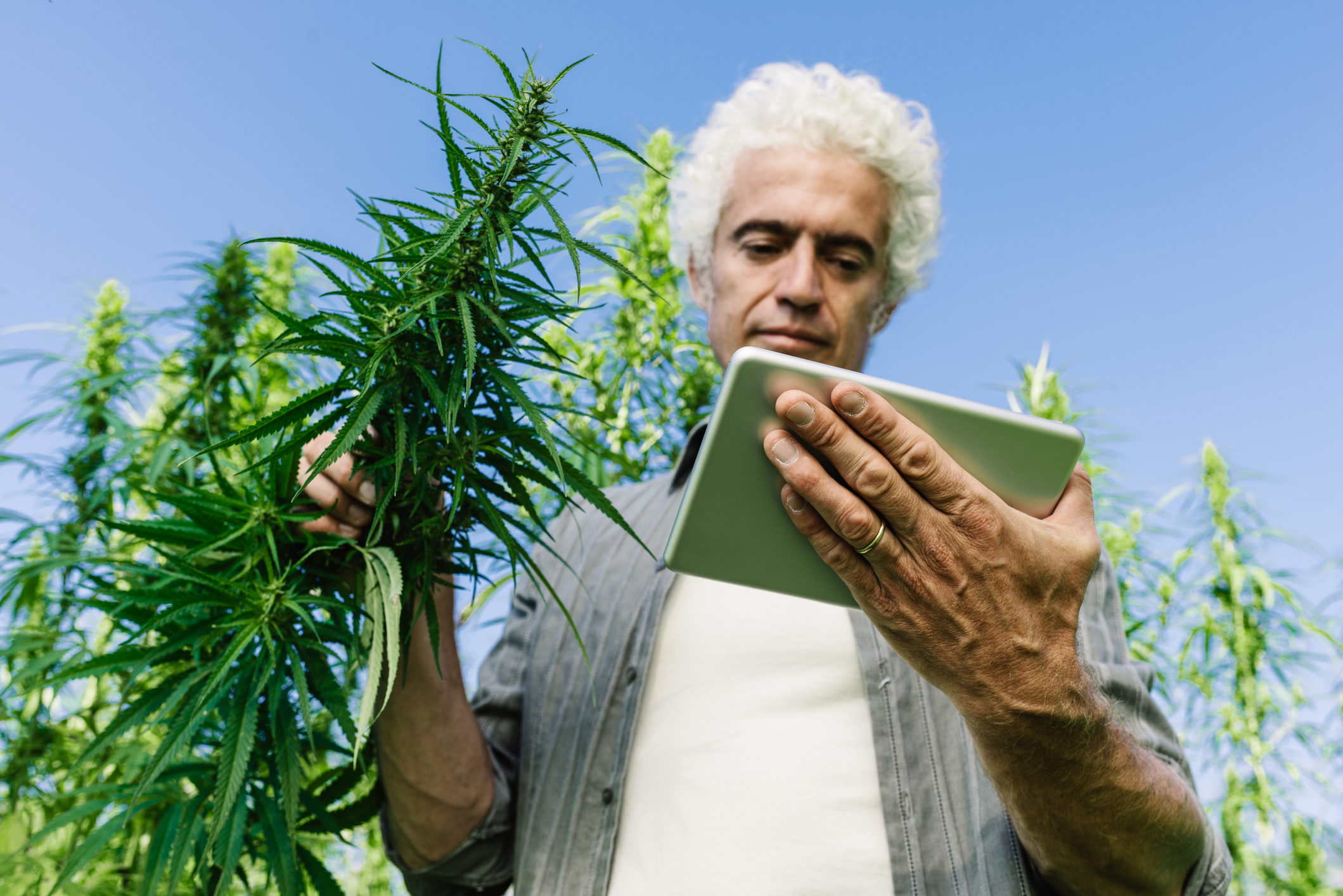 A cannabis farmer holds a stalk of a cannabis plant while standing in a field and looking at a tablet.