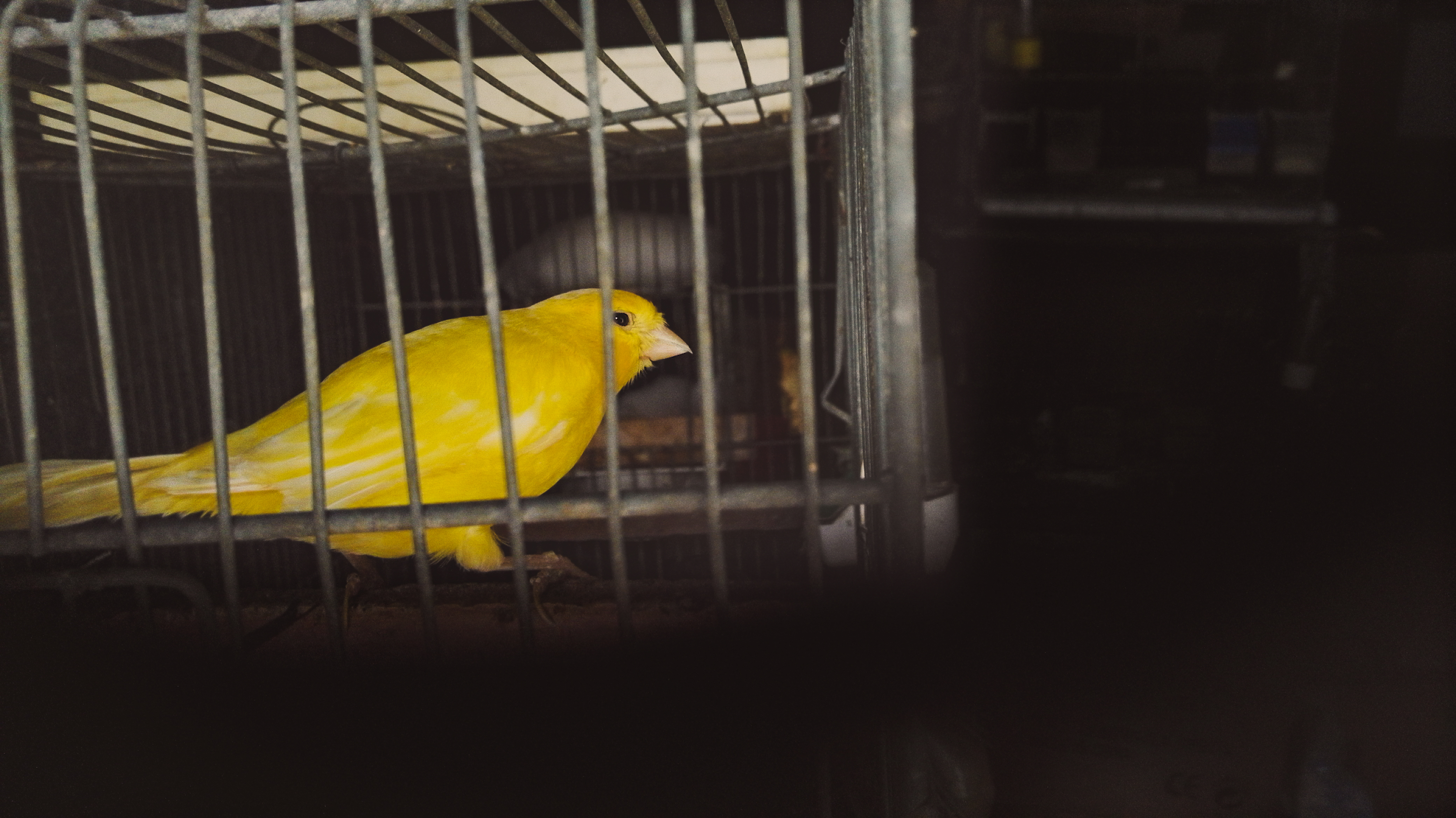 Canary 2022 GettyImages-944956770
