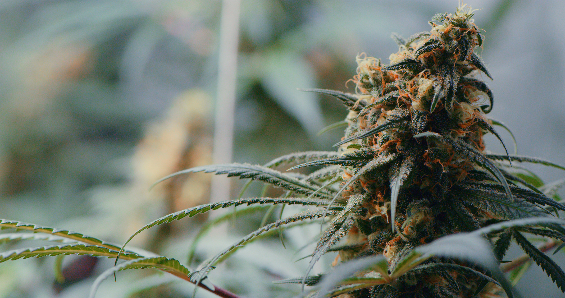Cannabis flower.