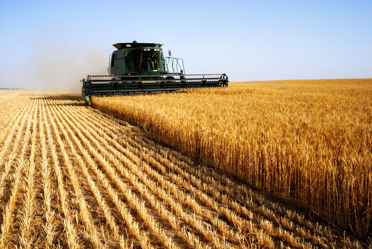 As India Bans Wheat Exports, Global Food Supplies Are In For a Rough Ride - Vimarsana News