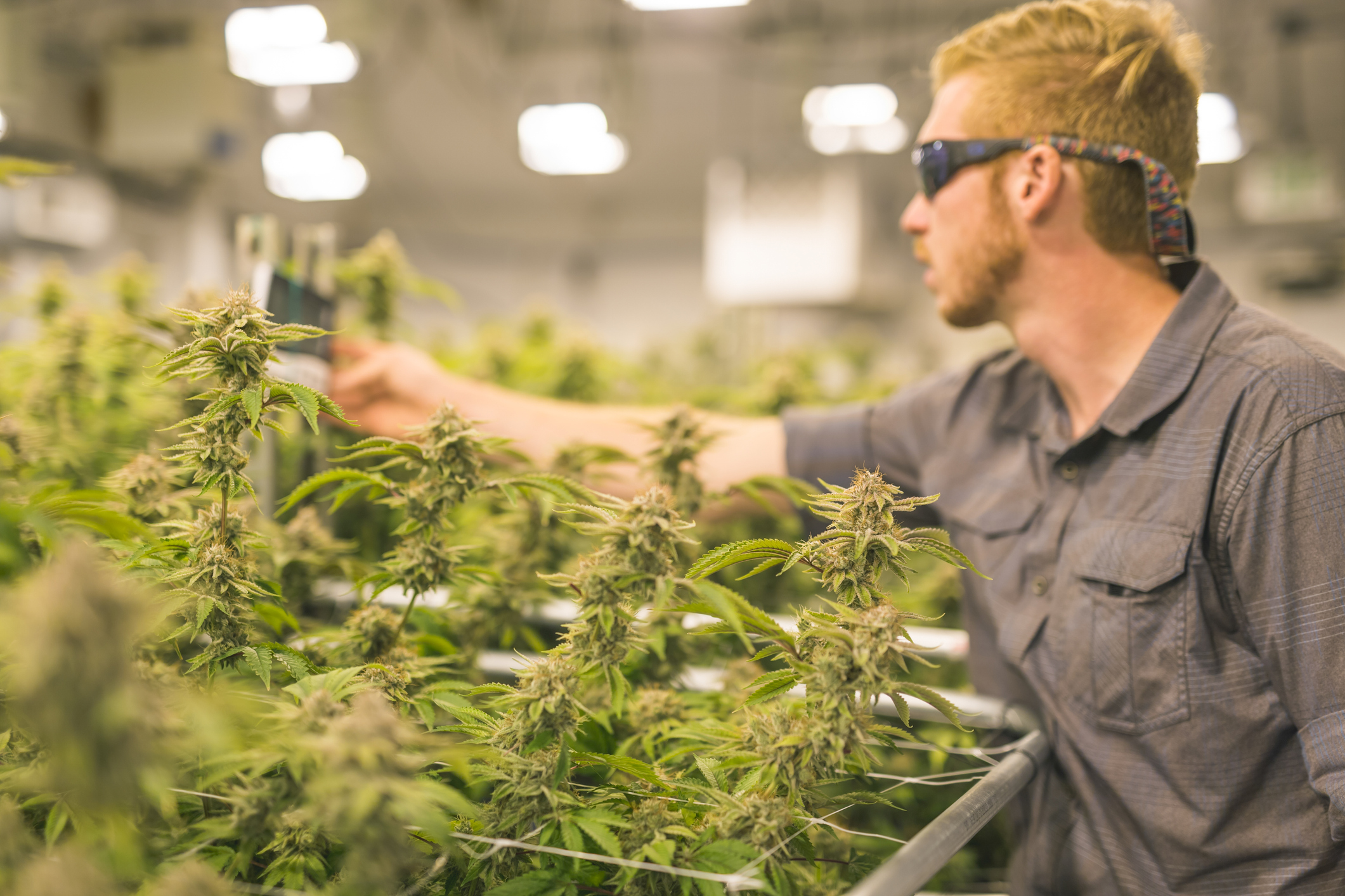Cannabis, person in green house