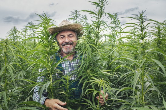 Farmer smiling in a hemp field.