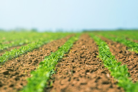 A soybean field. 