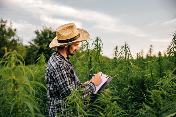 A cannabis farmer stands in a field of cannabis plants while taking notes on a clipboard.