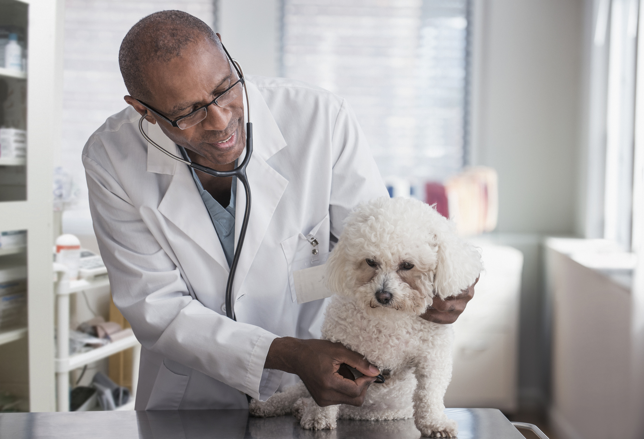 Veterinarian treating a dog.