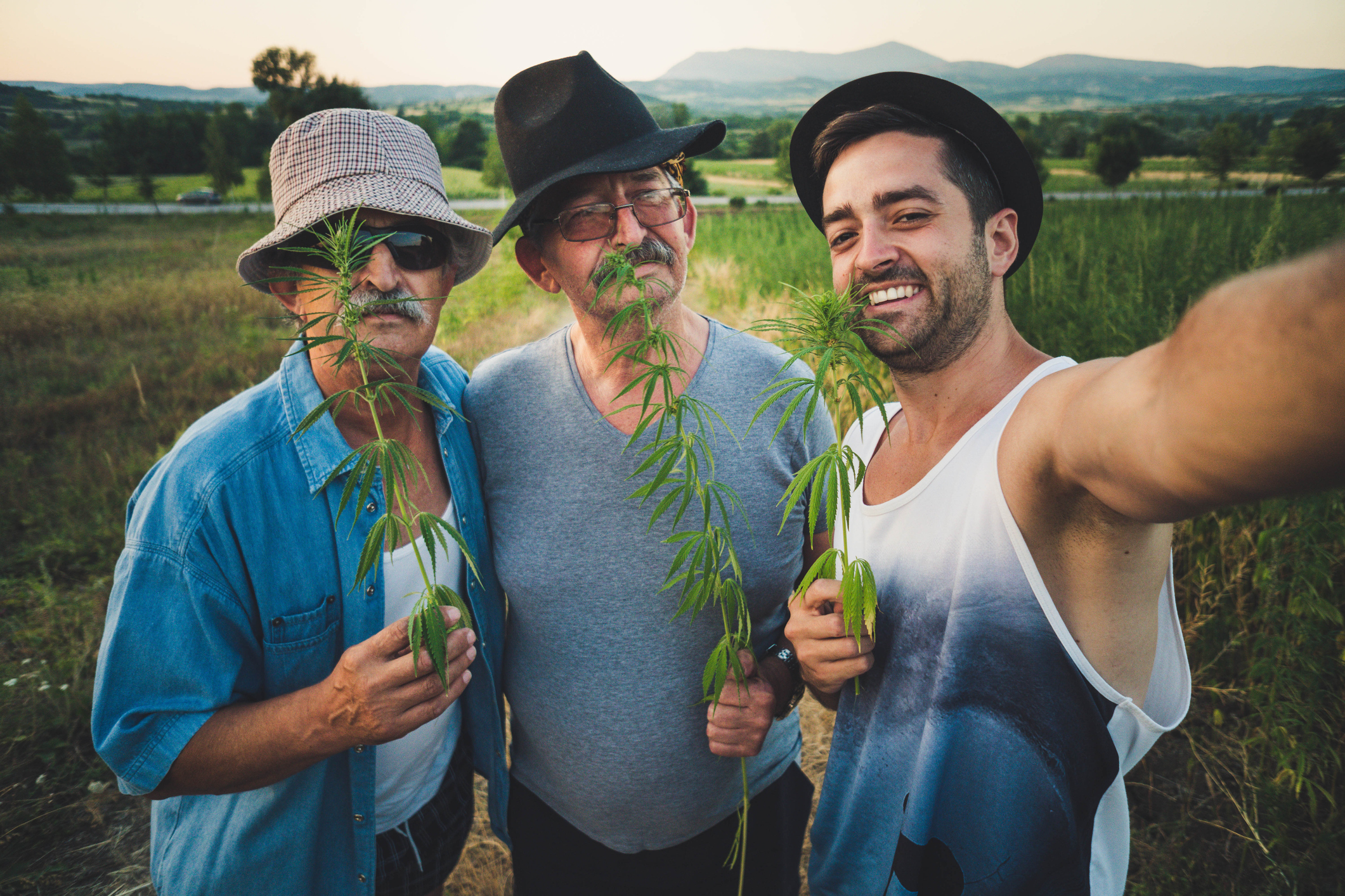 Three farmers stand in a field of cannabis plants while holding up several lush stems.