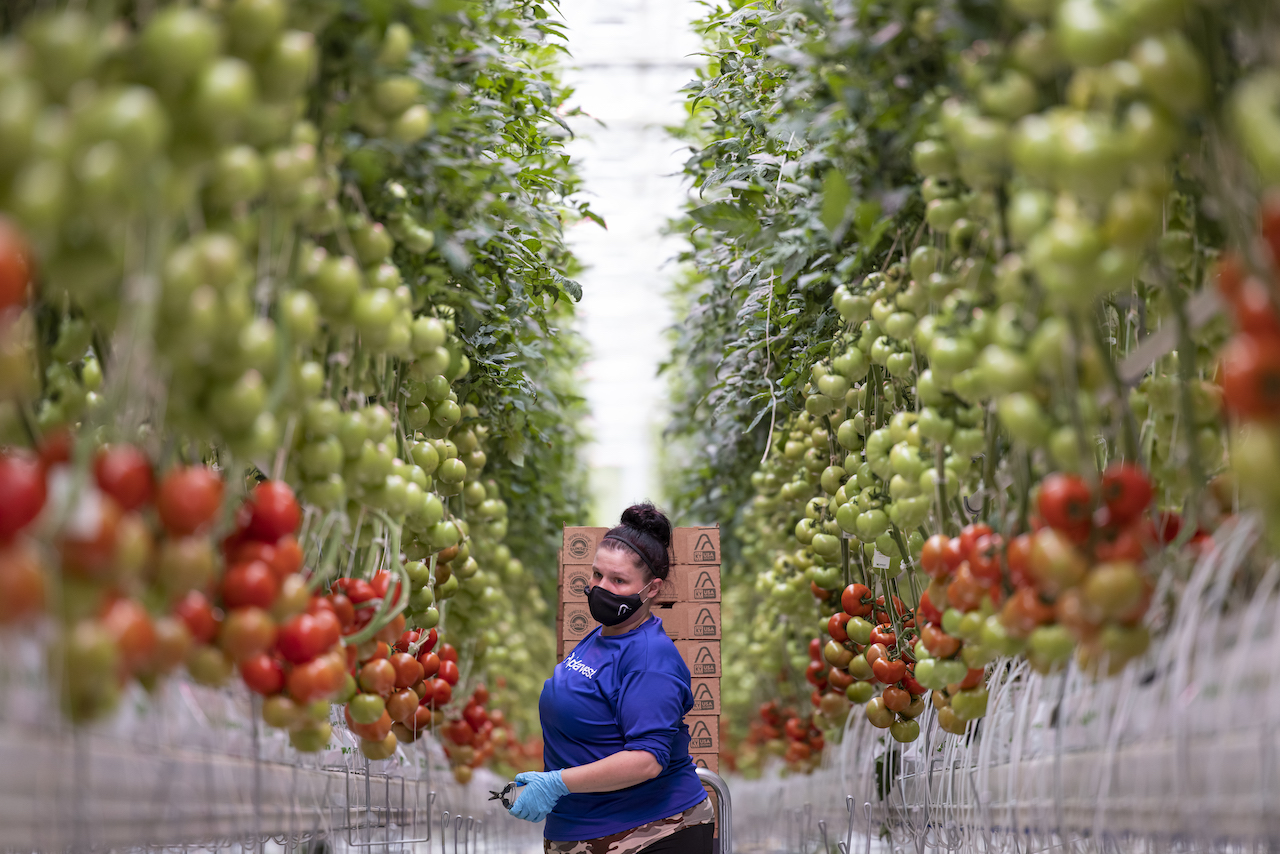 A worker harvests tomatoes in AppHarvest's massive Kentucky greenhouse.