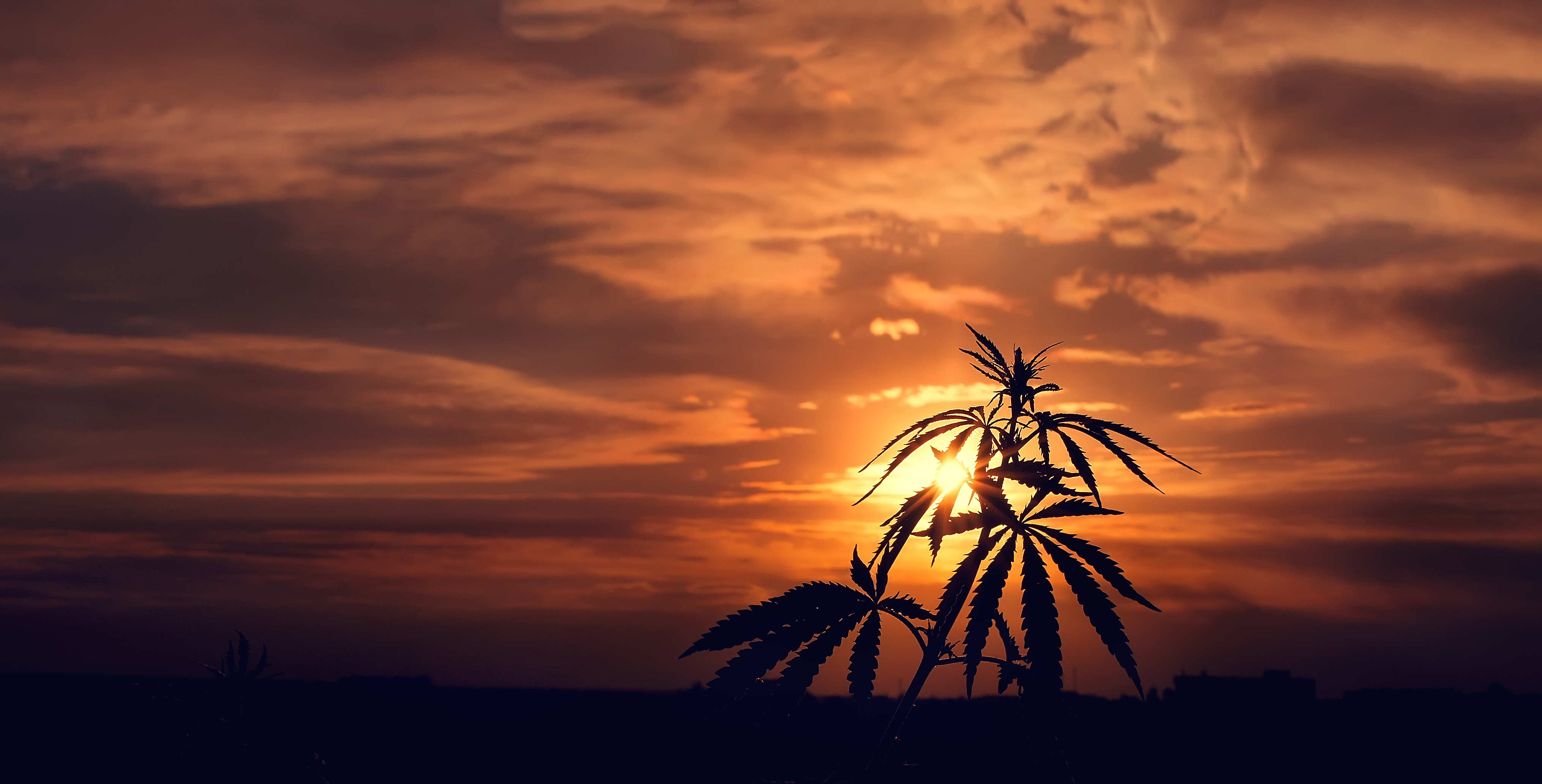 Cannabis plant at sunset outside