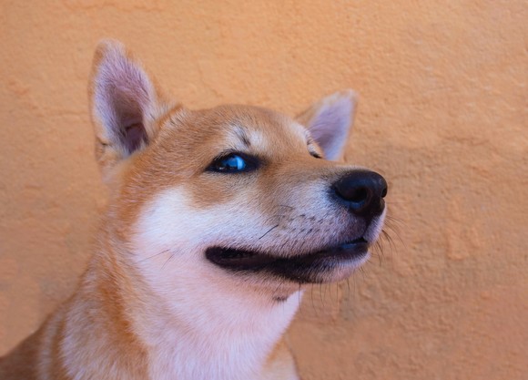 A Shiba Inu-breed dog looking at something out of the corner of its right eye.