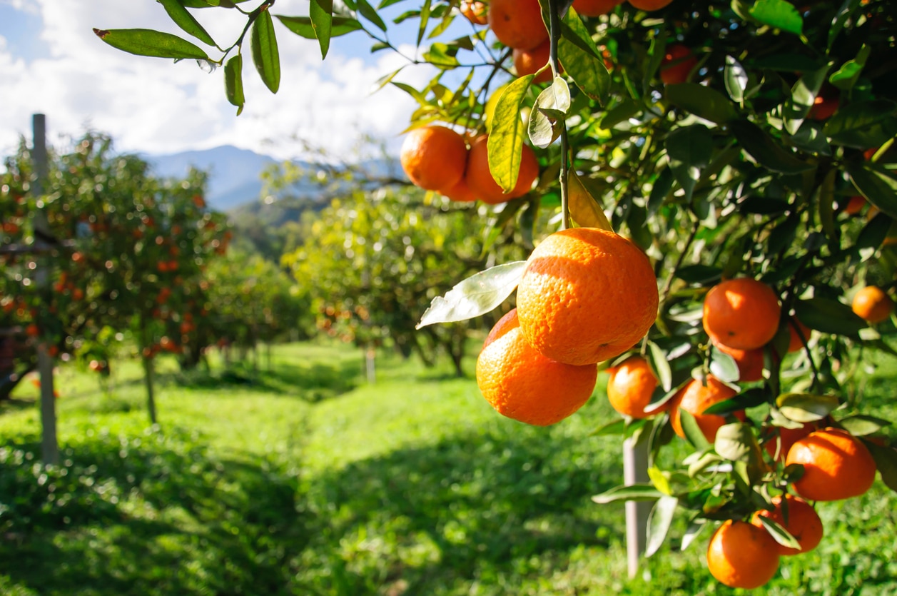 Hurricane Ian Shrinks Florida Orange Crop to Lowest Levels Since WWII - Vimarsana News