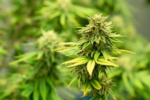 Flowering marijuana plant. 
